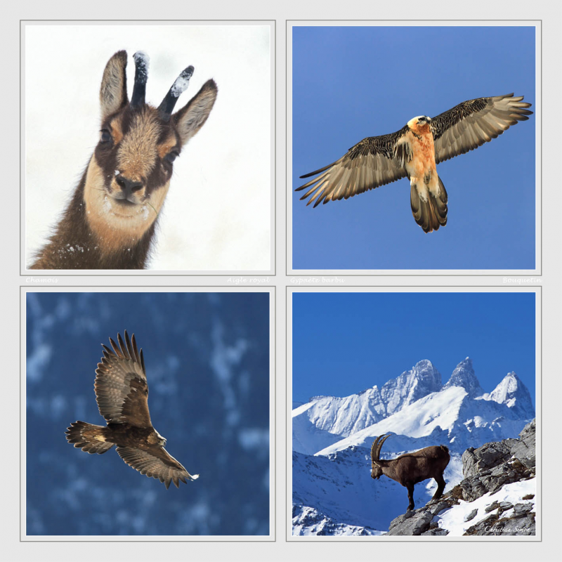 Chamois