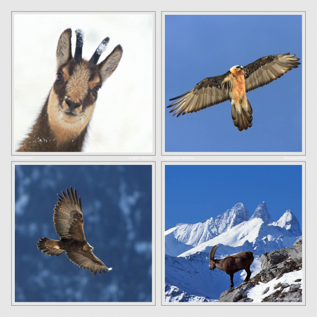 Chamois