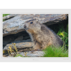 Marmotte