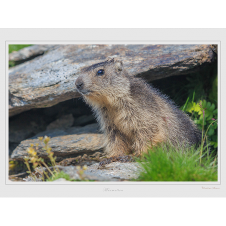 Marmotte