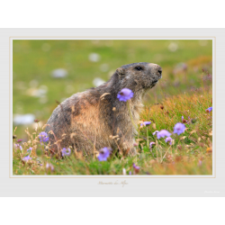 Marmotte