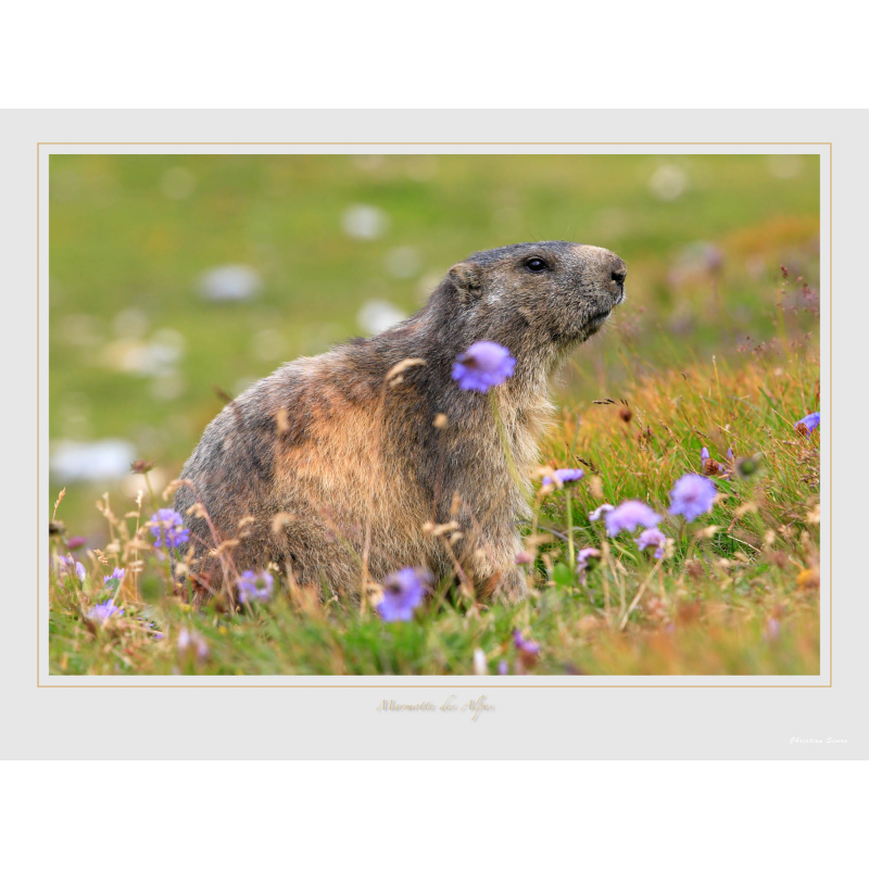 Marmotte