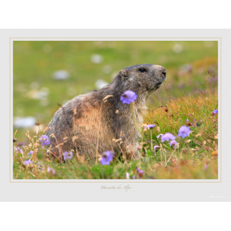Marmotte