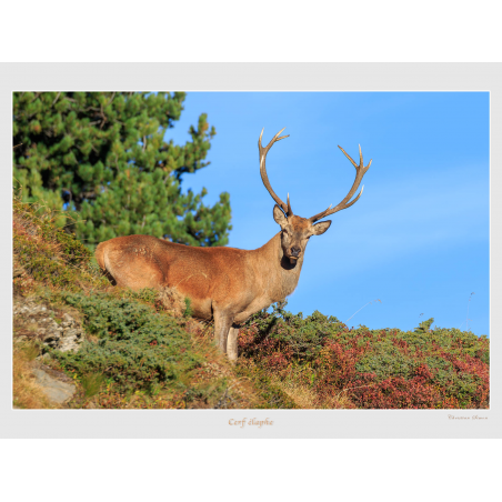 Cerf élaphe