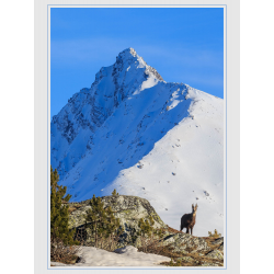 Chamois et l'Aiguille de Scolette