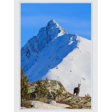 Chamois et l'Aiguille de Scolette