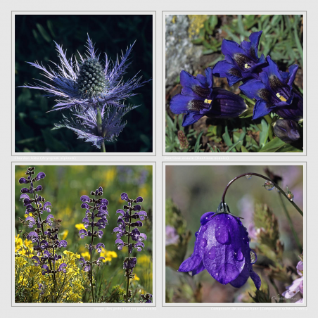 Fleurs de montagne