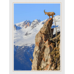Bouquetins equilibristes