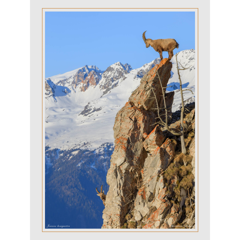 Bouquetins equilibristes
