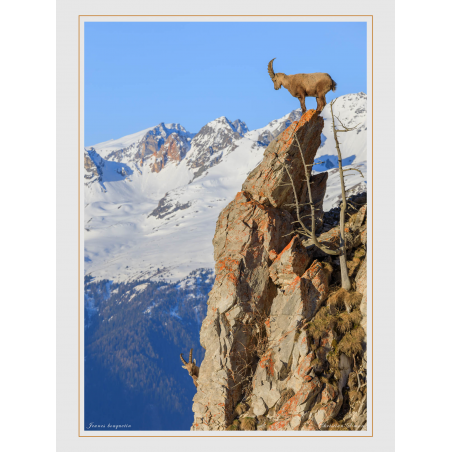 Bouquetins equilibristes