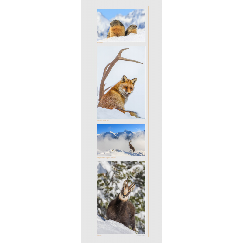 Marmottes
