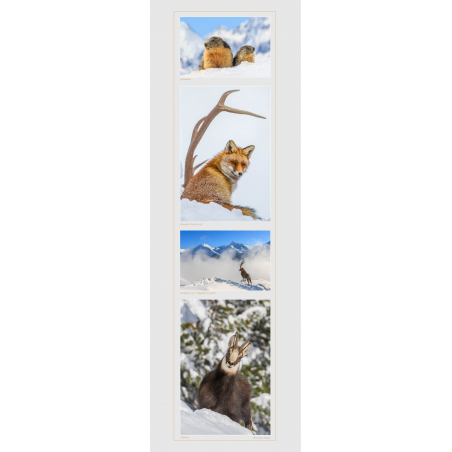 Marmottes