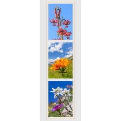 Edelweiss