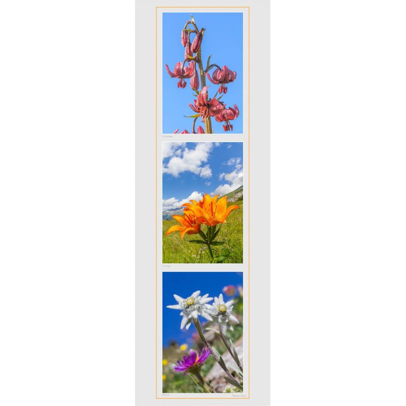 Edelweiss