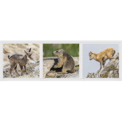 Marmotte