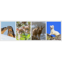 marmotte