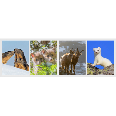 marmotte