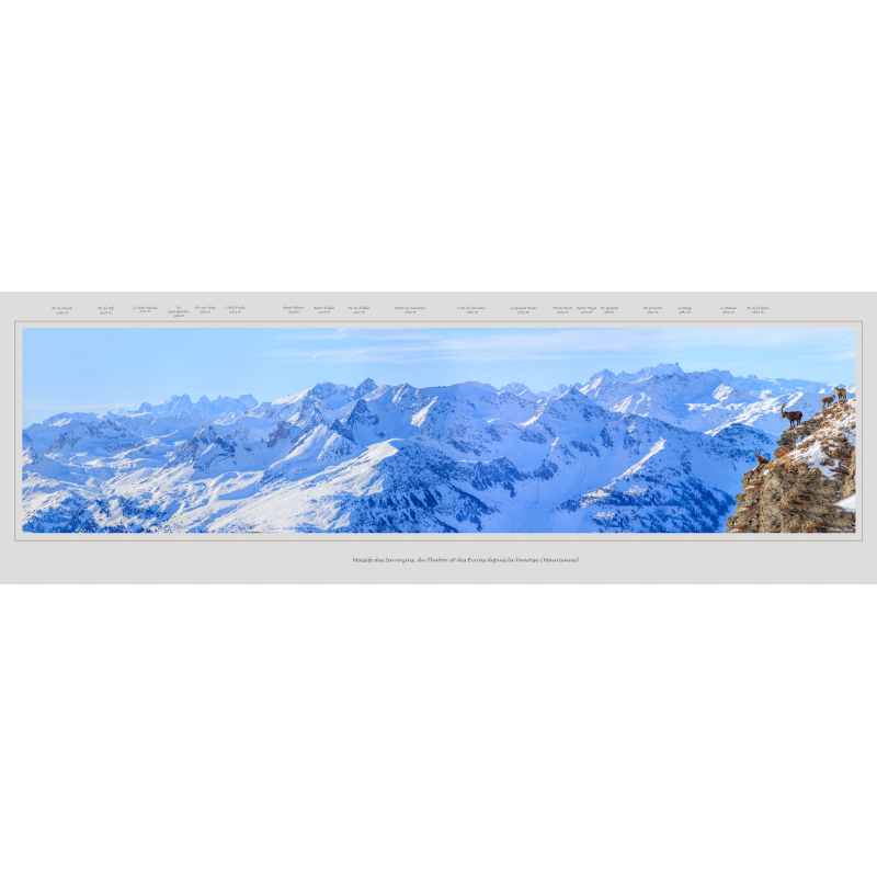 Bouquetins devant le massif des Sarrazins et le massif des Ecrins
