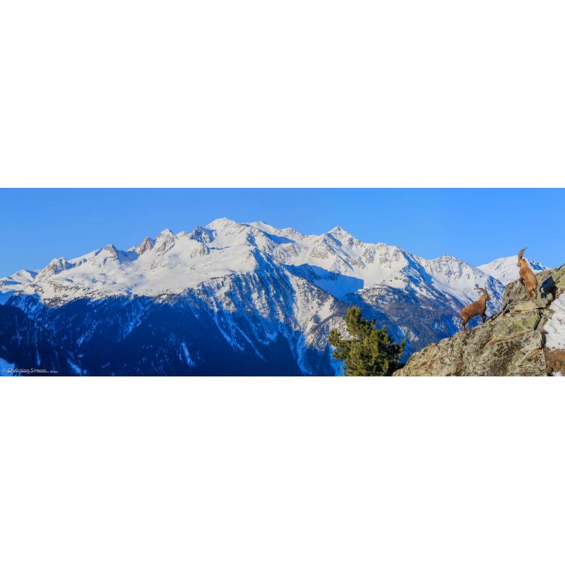 Combat de bouquetins devant le massif des Sarrazins