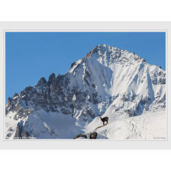Chamois devant la Dent Parrachée