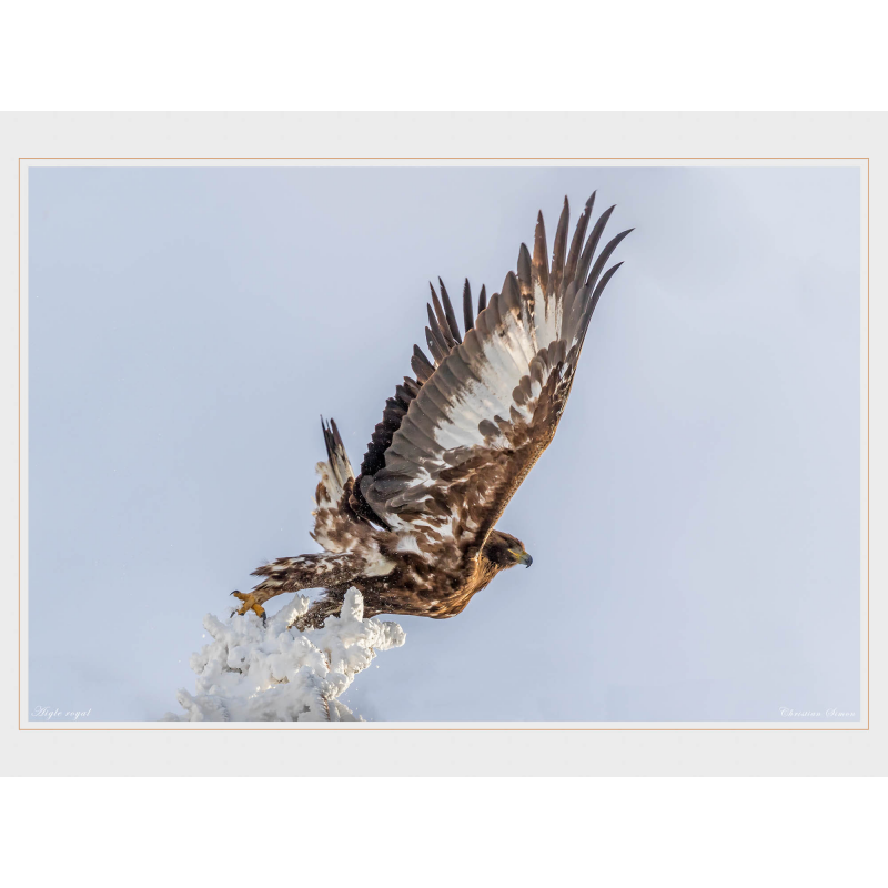 Jeune aigle royal