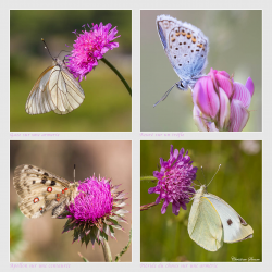 Papillons divers