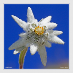 Edelweiss