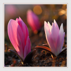 Crocus vernus
