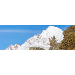 Perdrix bartavelles devant la Dent Parrachée.
