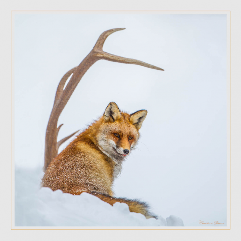 Renard et bois de cerf