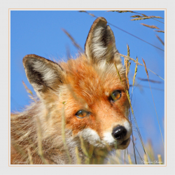 Jeune renard