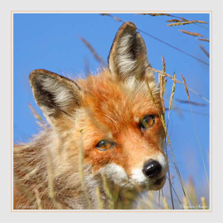 Jeune renard