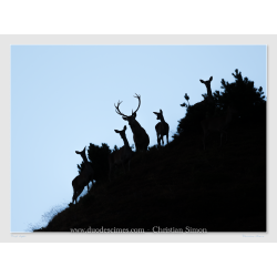 Cerf et biches en contre-jour