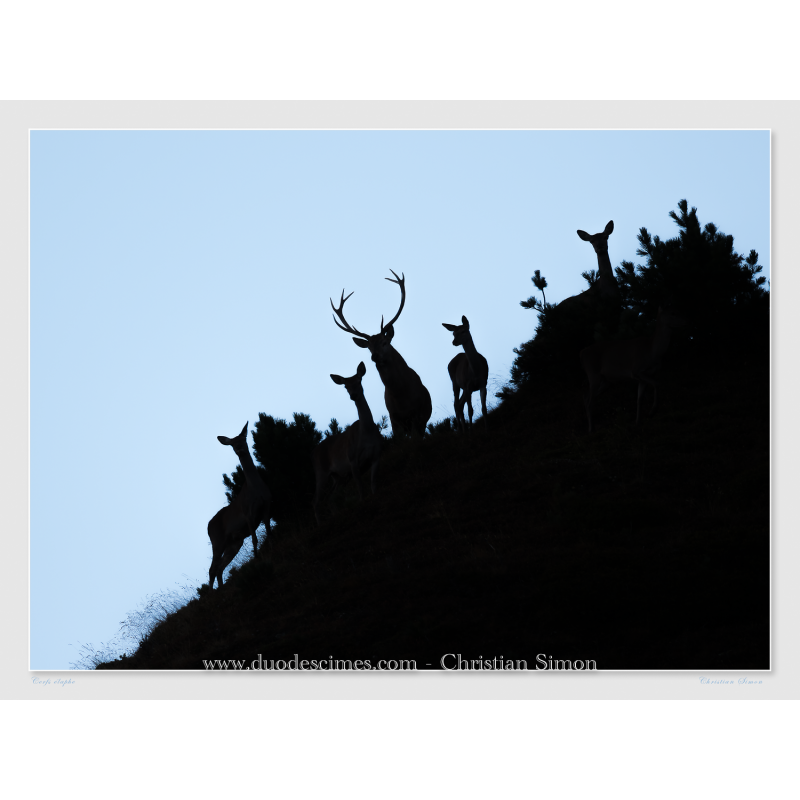 Cerf et biches en contre-jour