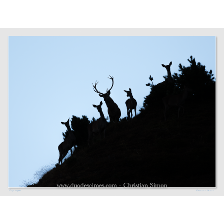 Cerf et biches en contre-jour