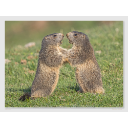 Marmottes