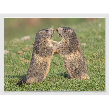 Marmottes