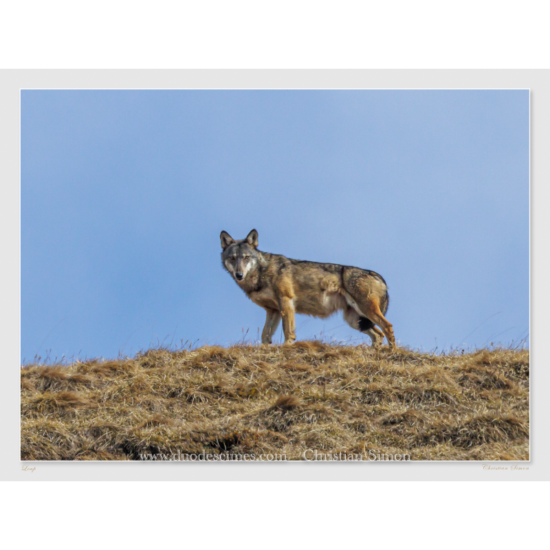 Loup
