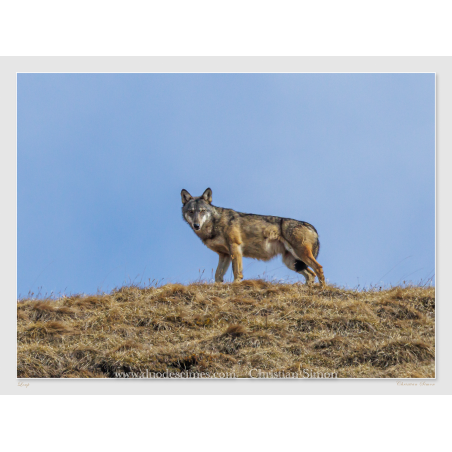 Loup