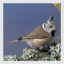 Mésange huppée