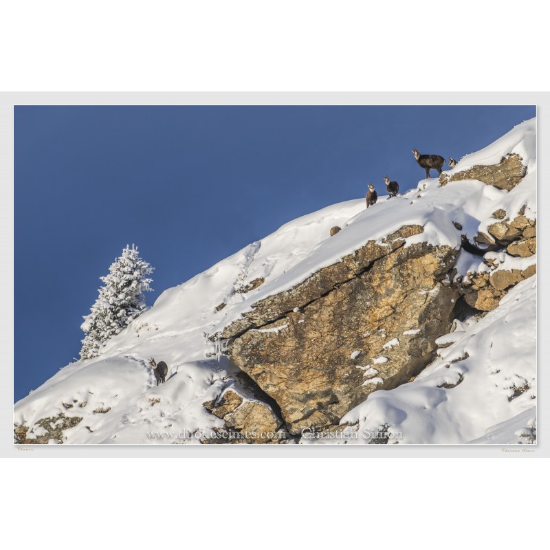 Chamois dans la neige