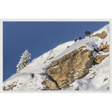 Chamois dans la neige