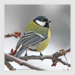 Mésange charbonnière