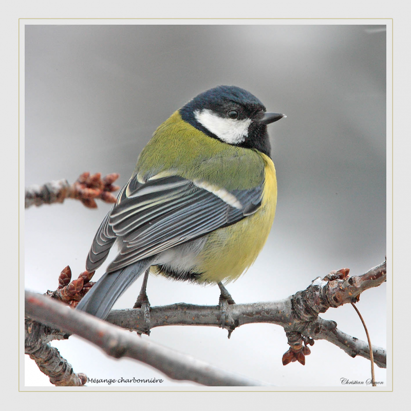 Mésange charbonnière