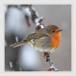 Rouge-gorge familier