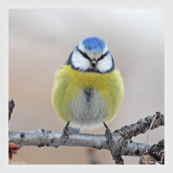 Mésange bleue