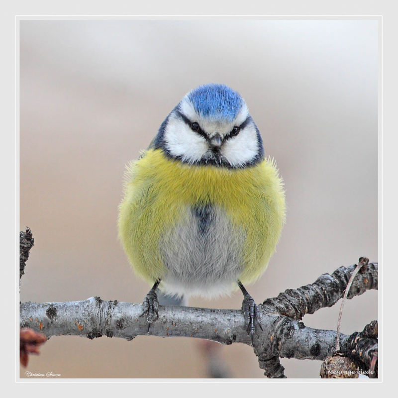 Mésange bleue