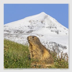 Marmotte devant le Dome de Chasseforet
