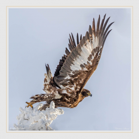 Jeune aigle royal
