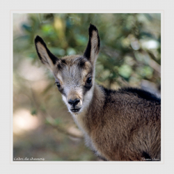 Cabri de chamois